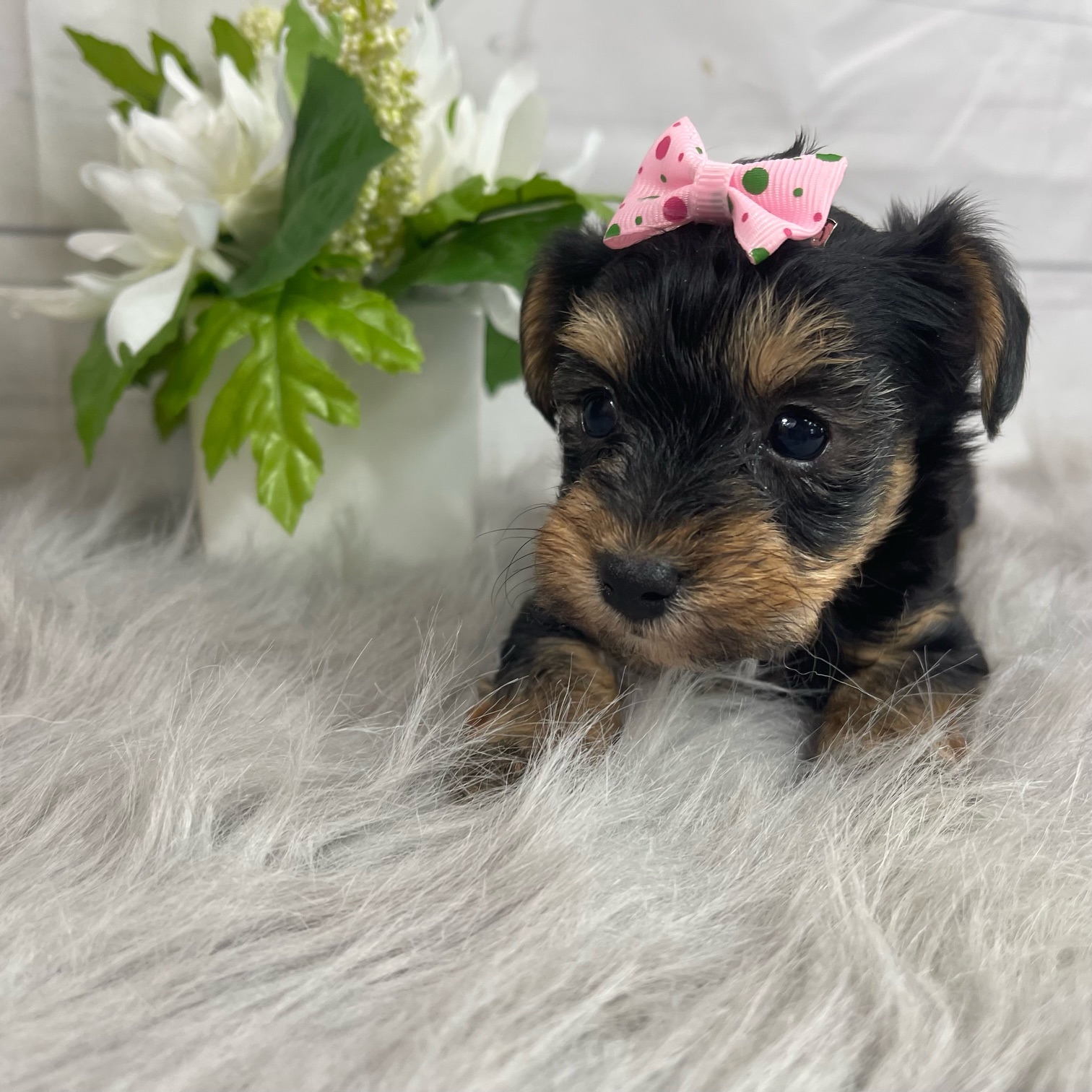 puppy, for, sale, Yorkiepoo, Alisa  Breedlove, dog, breeder, Waynesville, MO, dog-breeder, puppy-for-sale, forsale, nearby, find, puppyfind, locator, puppylocator, aca